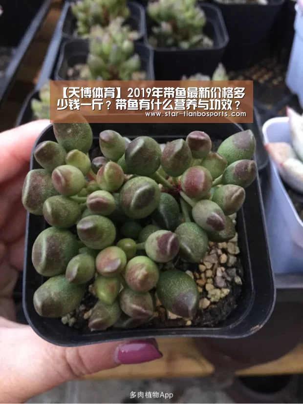 【天博体育】2019年带鱼最新价格多少钱一斤?带鱼有什么营养与功效?(图3) 天博体育入口